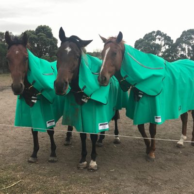 The Best Canvas Horse Covers Around NZ