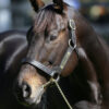 Gregory Equine Leather Lead with Brass Chain or Buckle - Image 2