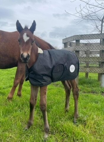 Gregory Equine Emergency Foal Rug - Gregory Equine