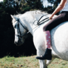 Lamington Womens Knee High Socks