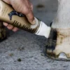Aspin & Co Hoof Oil - Image 2